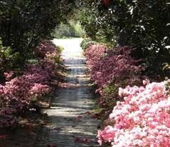 Dean turney, a retired enginee r, has been an active camellia collector for many years and is currently president of the san diego camellia society.he is also active in several other plant societies and is very knowledgeable about shade plants. American Camellia Society