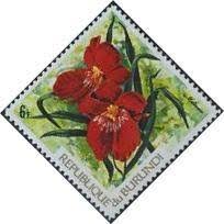 Image result for Platycoryne crocea