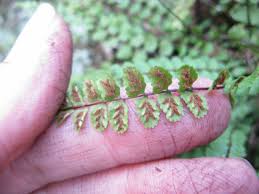 Image result for Asplenium actiniopteroides