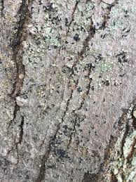 Transform your plant pots into miniature wonderlands with these diy model kits! Small Black Bugs 391372 Ask Extension