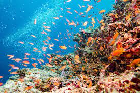 The numbers of fish and other creatures that live here have fallen drastically in recent years because of pollution. Great Barrier Reef Australiens Einzigartiges Naturparadies