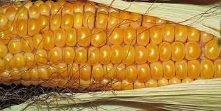 27 Choses Que Vous Pouvez Congeler Pour Economiser Du Temps Et De L Argent En 2020 Trucs Et Astuces Cuisine Conservation Des Aliments 27 Trucs Et Astuces