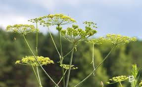 Борщевик — название рода растений heracleum из сем. Uchenye Pridumali Kak Ispolzovat Borshevik Realnoe Vremya