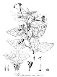 Image result for Astripomoea