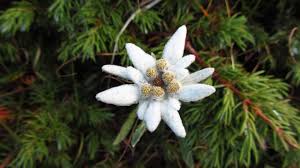 Bunga edelweis dengan nama latin leontopodium akinum merupakan bunga yang tenar di edelweis memiliki arti yang indah dalam bahasa jerman, edelweis artinya mulia dan putih. Mitos Dan Legenda Bunga Edelweiss Sebagai Lambang Cinta Abadi Kumparan Com