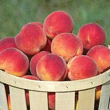 The contender peach can even grow as far north as zone 4. Intrepid Peach Peach Trees Stark Bro S