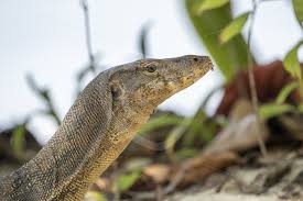 Monitor lizards also known as bayawak or goannas, genus varanus, are members of the family varanidae. Monitor Lizard Lifting Up Its Head Nature Stock Photo Agency