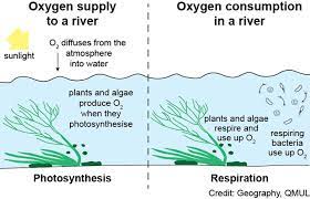 How much oxygen is dissolved in 1 0 0 m l water at 2 9 8 k if partial pressure of oxygen is 0. Dissolved Oxygen Chesswatch