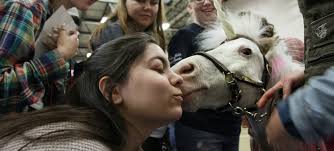 Gallery: J&W students de-stress with therapy animals