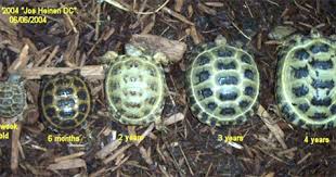 The greek tortoise is definitely not a hybrid between a greek and marginated. How Big Do Russian Tortoises Get In Size 2021 Answer