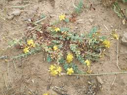 La funzione antidepressiva dell'erba di san l'iperico (hypericum perforatum), conosciuto anche con il nome di erba di san giovanni, è una pianta. Amicomario Dalla Magia Di Una Pianta Endemica Sarda L Iperico Di Scrugli Un Possibile Rimedio Per Combattere L Hiv
