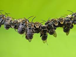 Image result for Lipotriche