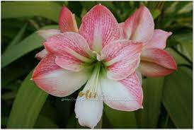 Amaryllis Apple Blossom You Know It S Spring When The Amaryllis Bloom This Variety Has Huge Gorgeous Amaryllis Flower Pictures Amaryllis Flowers Flowers