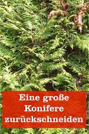 Lebensbaum hecke und willst wissen wie du am besten den rückschnitt ausführst? Sehr Grosse Koniferen Zuruckschneiden Gartenbob De Der Garten Ratgeber