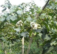 Image result for Cordia africana