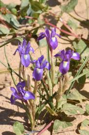 Image result for Moraea niassensis