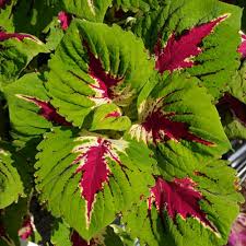 Image result for Congolanthus