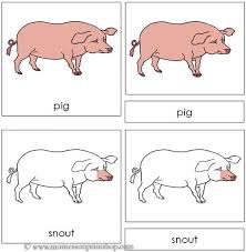 Bactrian camels' native range is the steppes of north eastern asia. Pig Nomenclature Cards Cards Pig Montessori Materials
