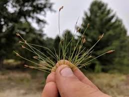 Image result for Bulbostylis densa