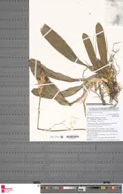 Image result for Bulbophyllum schinzianum