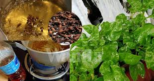 Membuat racun rumput menjadi sederhana dan mudah untuk mari majukan pertanian organik !!! Daun Berlubang Lubang Sembur Air Rebusan Bunga Cengkih Racun Serangga Organik Mingguan Wanita