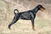 Biere Haus European Dobermans