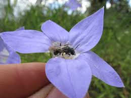 Image result for Wahlenbergia