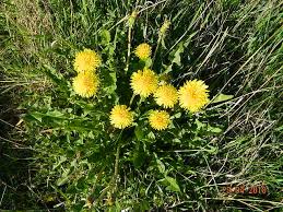 Image result for Ageratinastrum palustre