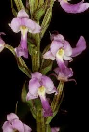 Image result for Brachycorythis pleistophylla