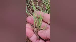 Image result for Coelachne