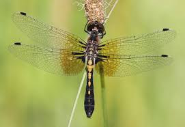 Image result for Fagonia isotricha