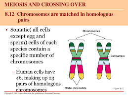 All together, they are considered a full set of chromosomes. 8 12 Chromosomes Are Matched In Homologous Pairs Ppt Download