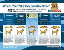 Is Your Pup In The Best Shape They Could Be Heres A Chart