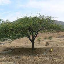 This next episode in our series, the basics of food gums explores gums that come from tree saps or plant exudates. Gum Arabic Tree Seeds Acacia Senegal 5 Rare Medicinal Tree Seeds In Dubai Uae Whizz Seeds