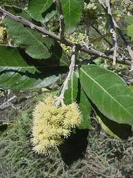 Image result for Brachylaena discolor