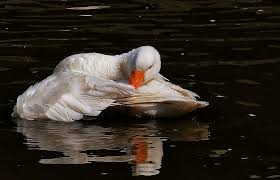 Ruhetag m (genitive ruhetags or ruhetages, plural ruhetage). Sonntag Ist Ruhetag Foto Bild Vogel Natur Tiere Bilder Auf Fotocommunity