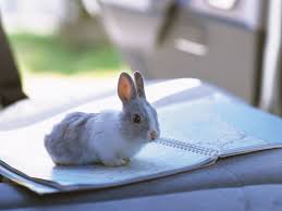 Cat meat is meat prepared from domestic cats for human consumption. How To Travel With A Rabbit In A Car