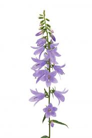 Image result for Adenia panduriformis