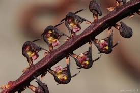 Image result for Bulbophyllum scaberulum