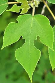 Image result for Broussonetia