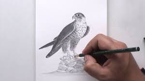 how to draw a falcon in pencil animal drawings animal tattoo drawings