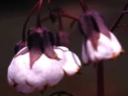 Image result for Trichodesma physaloides