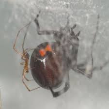 It was not immediately clear where the forces were heading. Black Widow Spiders May Have Met Their Match Brown Widows Live Science