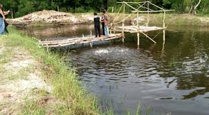 Desa Sukorahayu Labuhan Maringgai Canangkan 100 Kolam Budidaya Ikan Air Tawar Dan Udang Vaname Ikan Air Tawar Air Tawar Kolam