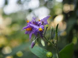 Image result for Solanum torvum
