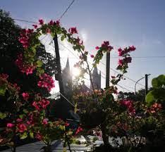 Growing Bougainvillea Thriftyfun