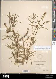 Image result for Spermacoce