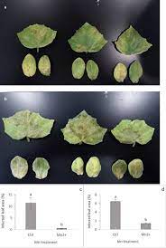 Biochemical role of manganese in plants: The Role Of Manganese In Crop Resistance To Disease Omex Agriculture Inc
