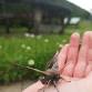 Moth Morning - Dingwall Library