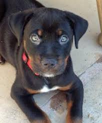 Despite once having a negative connotation as mutts, mixed breed dogs are on the rise. Blue Pitbull Mix With Rottweiler Cute Dogs Gallery Rottweiler Mix Puppies Rottweiler Mix Rottweiler Dog
